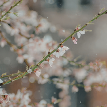 Load image into Gallery viewer, Cherry Blossom &amp; Plum