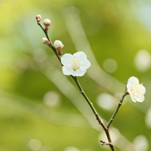 Load image into Gallery viewer, Lemongrass &amp; Ginger