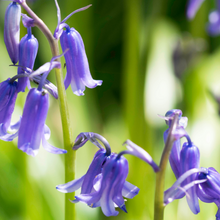 Load image into Gallery viewer, Bluebell
