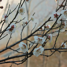 Load image into Gallery viewer, Damson Plum, Rose &amp; Patchouli