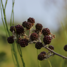 Load image into Gallery viewer, Blackberry &amp; Rhubarb